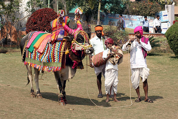 Hyderabad,Ap,India- January 14,2014:Musicians take around decorated bull as tradtion during pongal or sankranti hindu festival end of harvest and start of spring. istockphoto 467314945 612x612